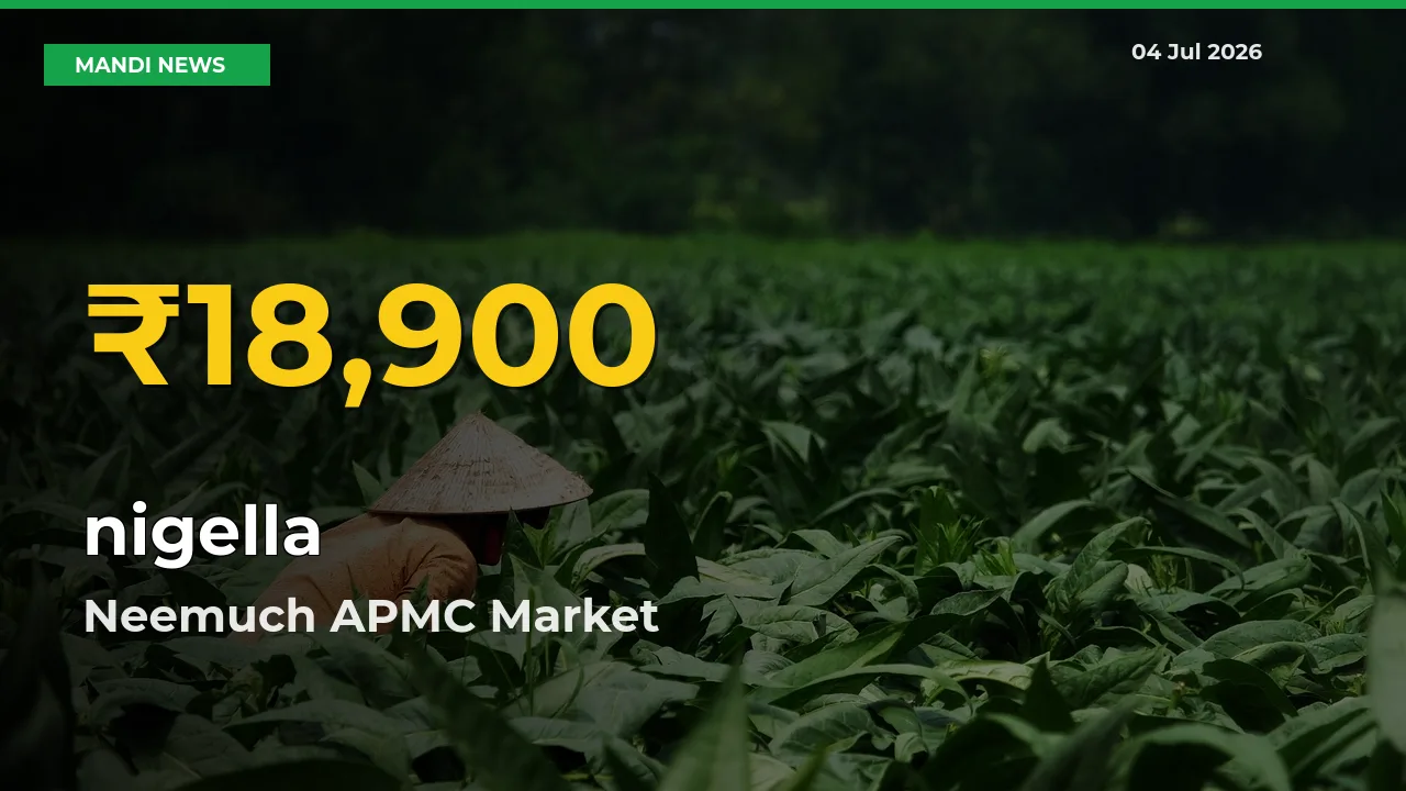 Fresh Record! nigella Price Climbs to New High in Neemuch APMC