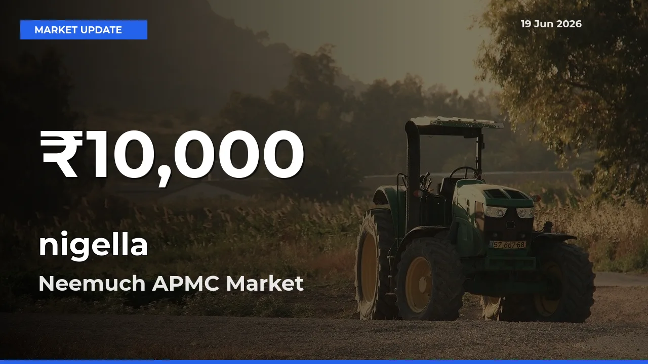 nigella Prices Touch 30-Day Low in Neemuch APMC – June 19 Update