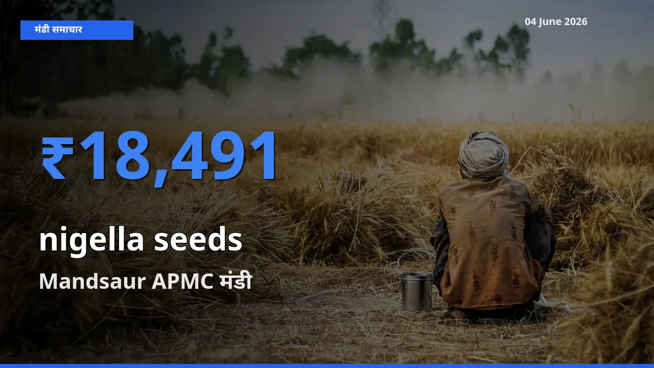 Mandsaur APMC मंडी में कलौंजी के बीज ₹18,491 पर पहुँचा – आज का सर्वोच्च भाव