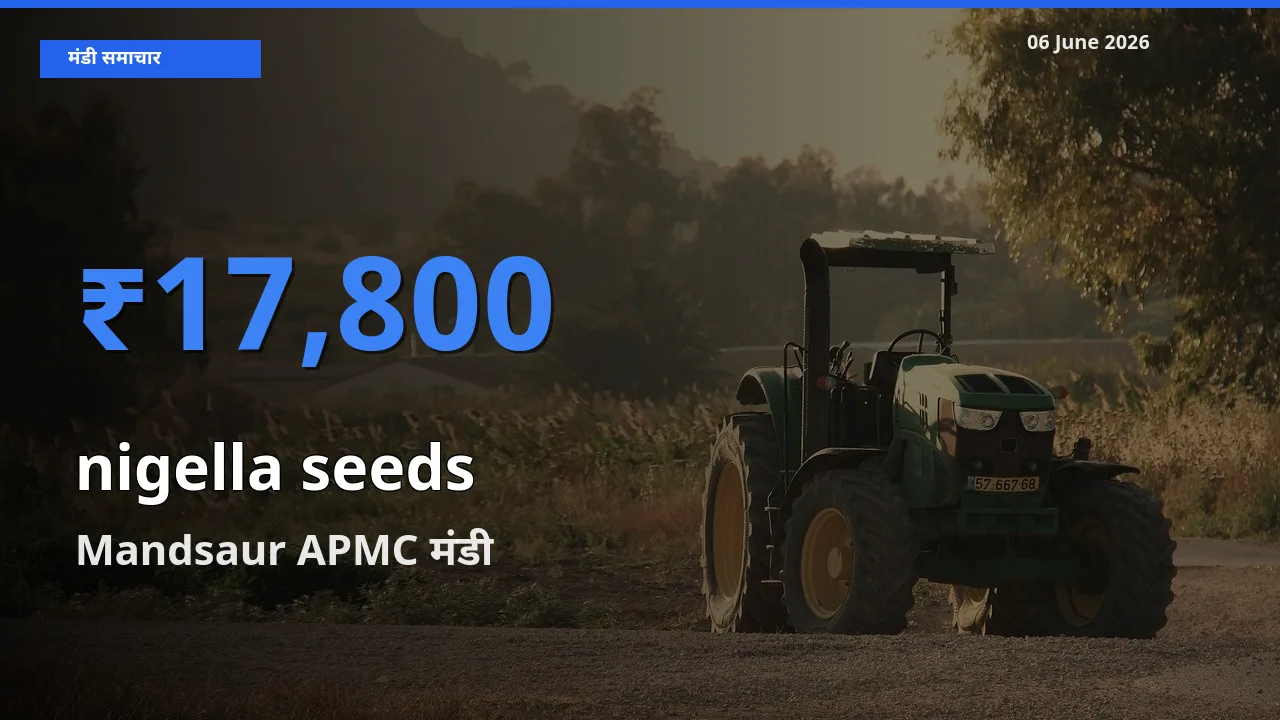 Mandsaur APMC मंडी में आज कलौंजी के बीज के सबसे ऊँचे दाम दर्ज