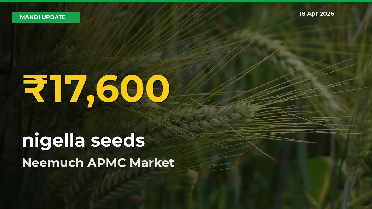 Why nigella seeds Prices Are Climbing in Neemuch APMC – Today’s New High Explained