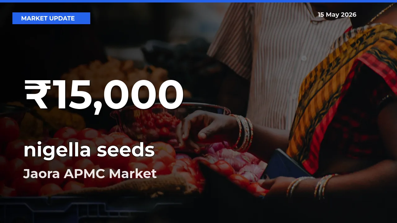 nigella seeds Prices Touch 30-Day Low in Jaora APMC – May 15 Update