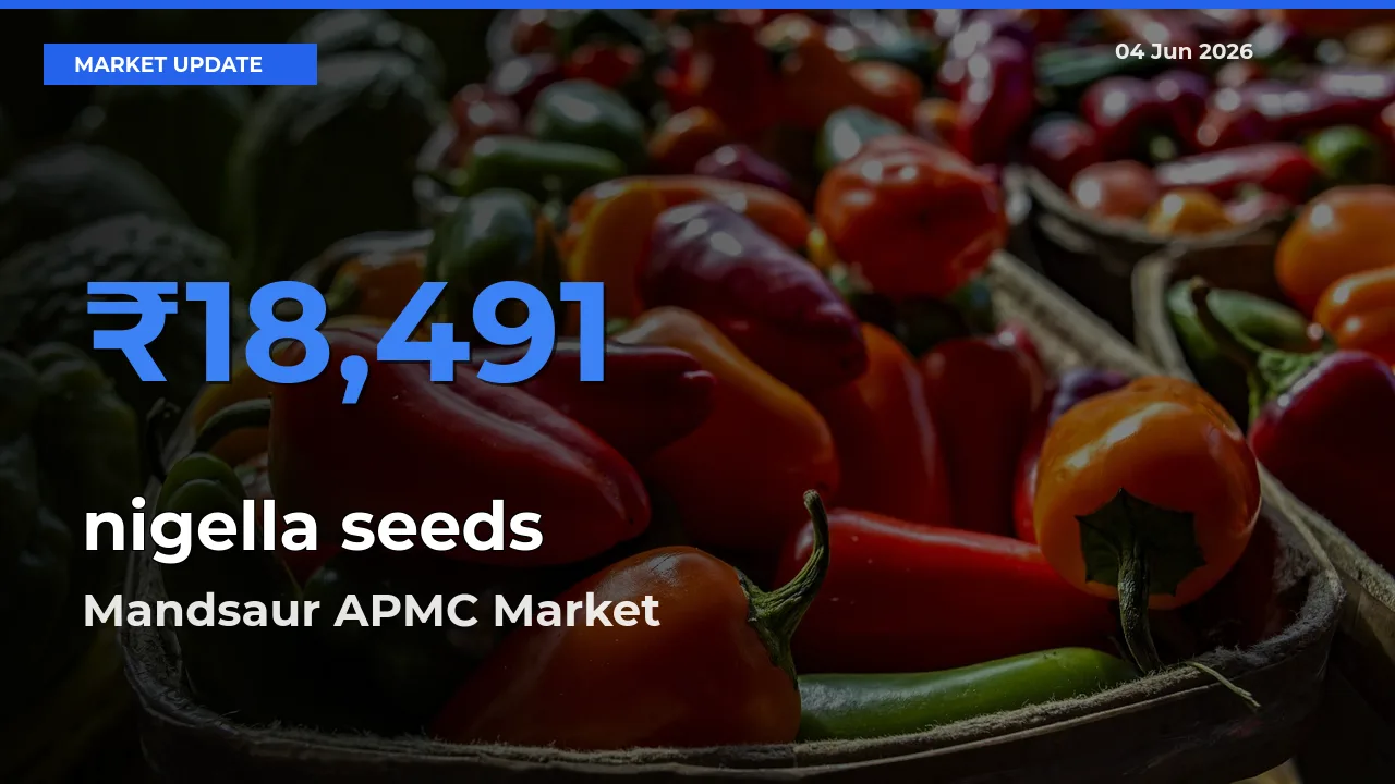 Mandsaur APMC Emerges as Top Mandi for nigella seeds Prices Today