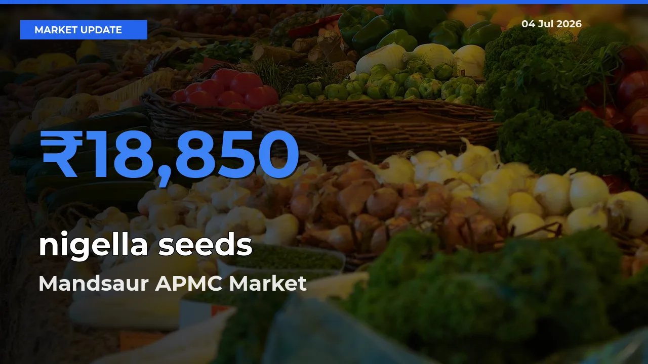 Market Watch: Mandsaur APMC Becomes Top Mandi for nigella seeds