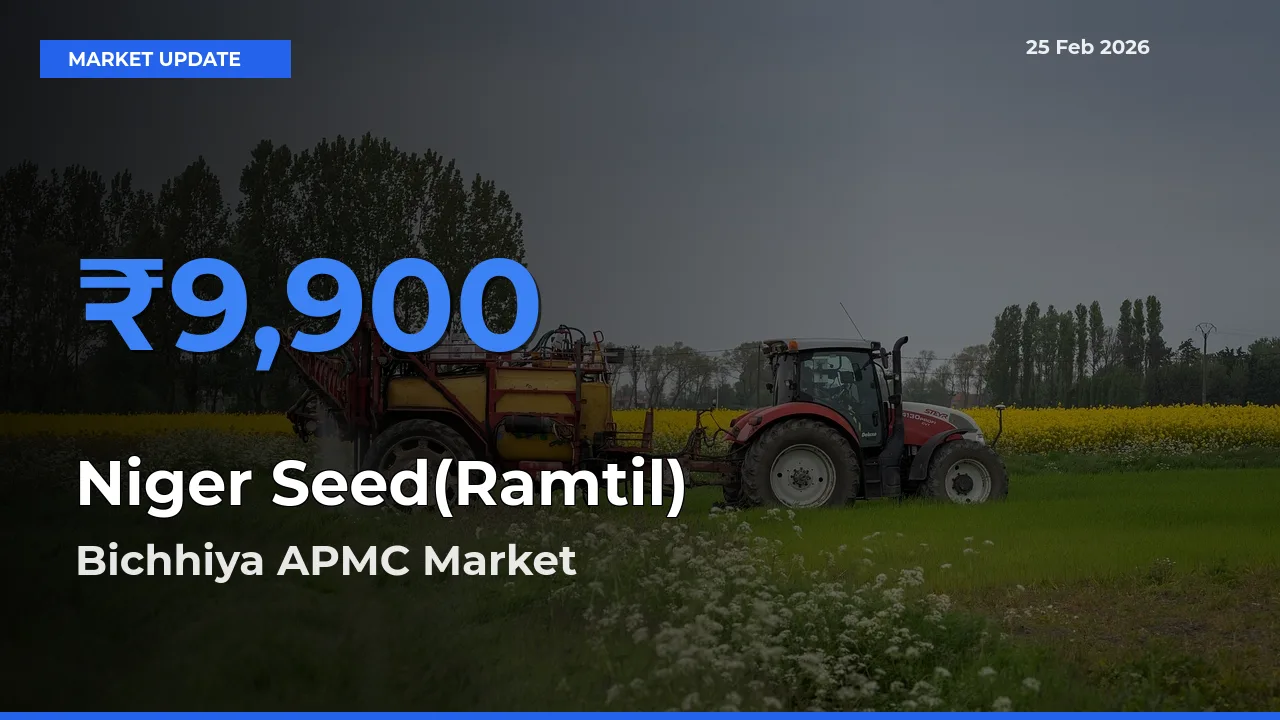 Market Watch: Bichhiya APMC Becomes Top Mandi for Niger Seed(Ramtil)