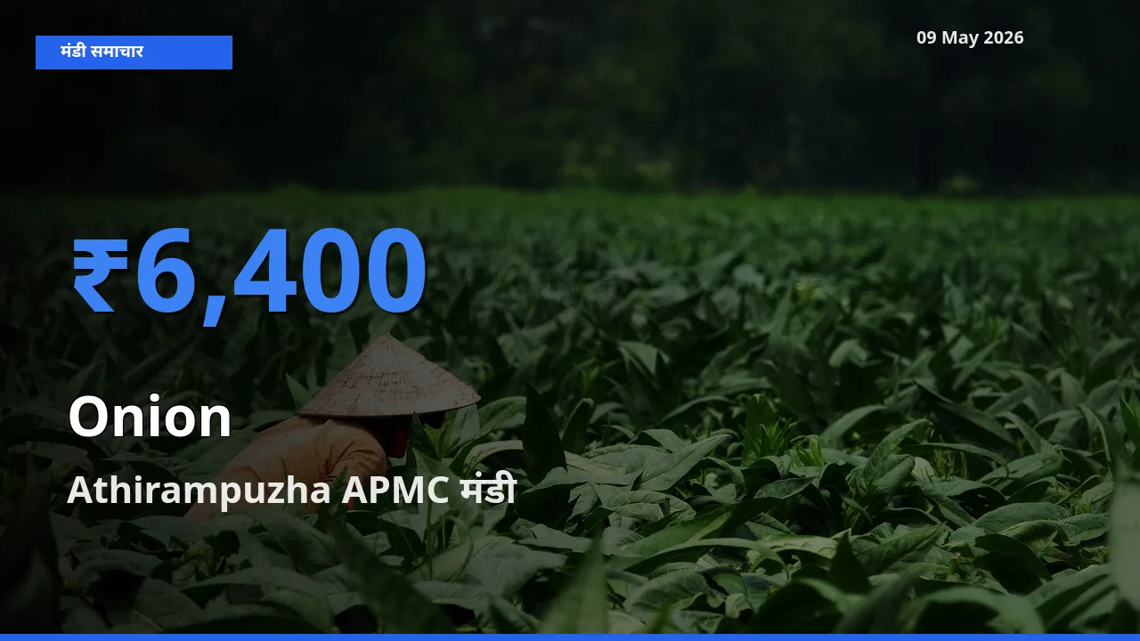 बाज़ार संकेत: Athirampuzha APMC बना प्याज के लिए आज की टॉप मंडी