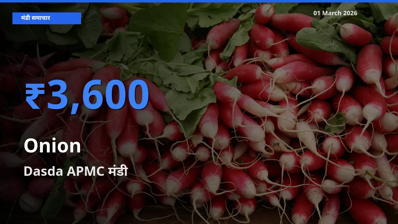 आज का मंडी भाव: Onion के सबसे ज़्यादा दाम Dasda APMC में