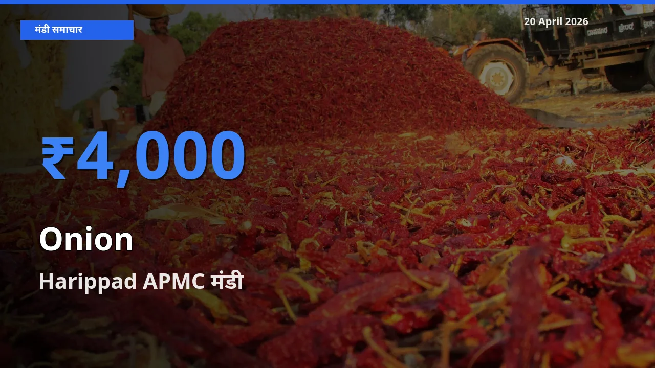 टॉप मंडी बना Harippad APMC! प्याज के सबसे ऊँचे दाम यहीं दर्ज