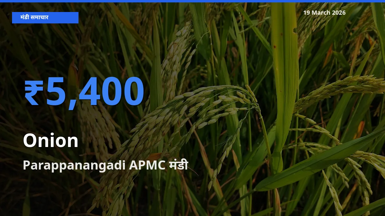 Parappanangadi APMC मंडी में प्याज ₹5,400 पर पहुँचा – आज का सर्वोच्च भाव