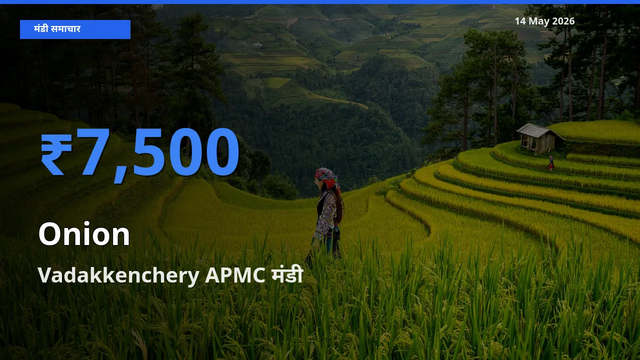 14 May अपडेट: प्याज के सबसे ऊँचे दाम Vadakkenchery APMC मंडी में