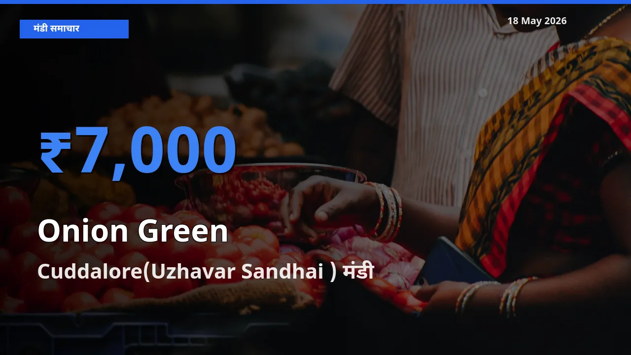 आज प्याज हरा के सबसे ऊँचे दाम ₹7,000 Cuddalore(Uzhavar Sandhai ) मंडी में