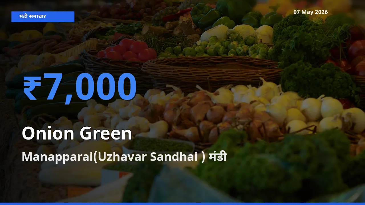 आज प्याज हरा के सबसे ज़्यादा दाम Manapparai(Uzhavar Sandhai ) मंडी में दर्ज