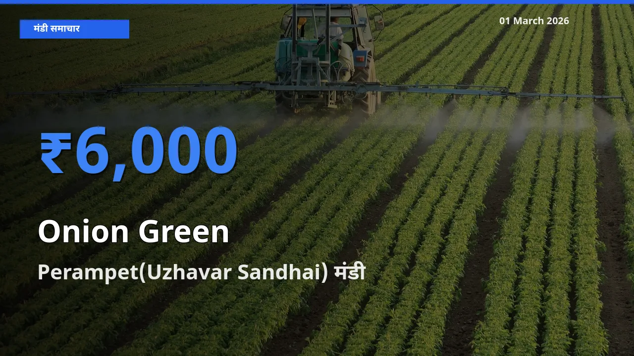 किसानों की पसंद बना Perampet(Uzhavar Sandhai), Onion Green के सबसे अच्छे दाम