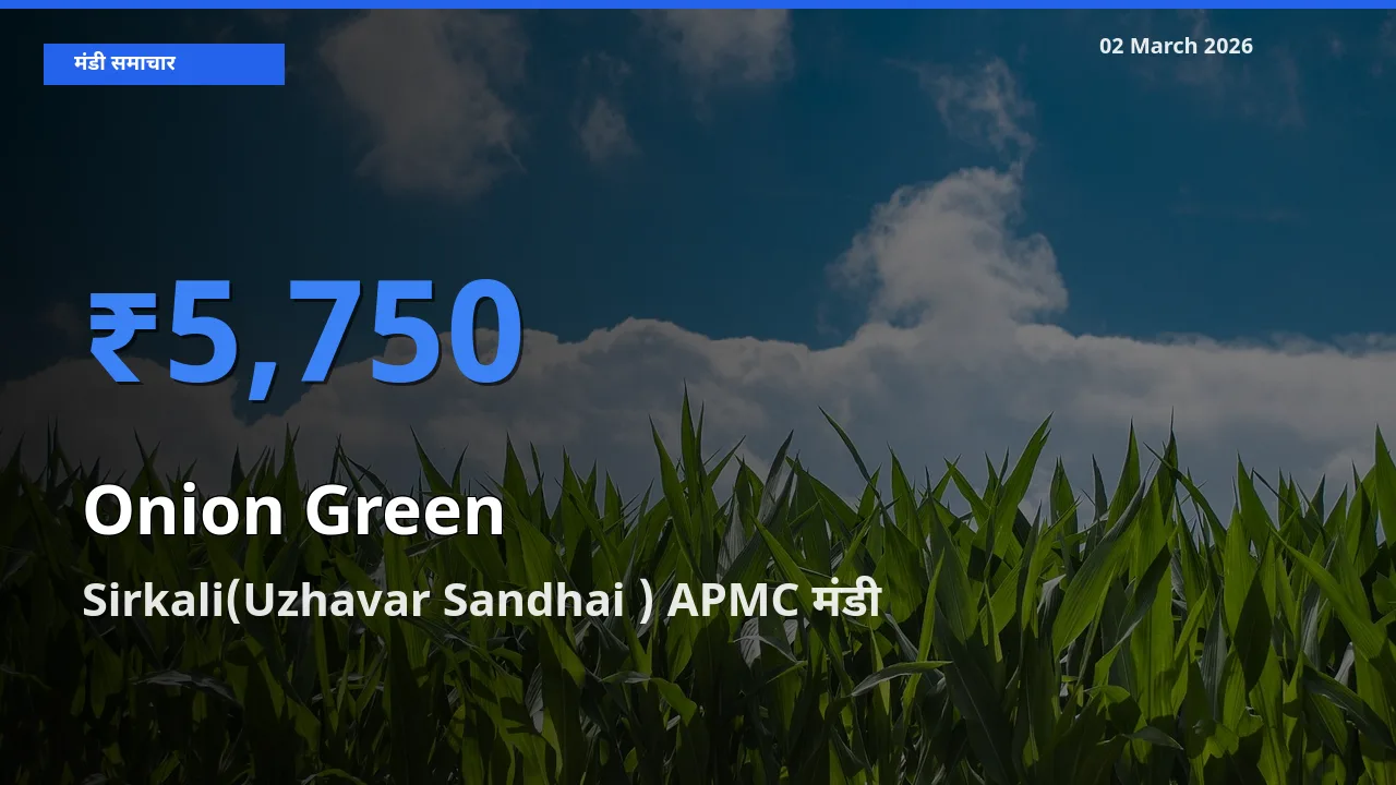 आज का मंडी भाव: Onion Green के सबसे ज़्यादा दाम Sirkali(Uzhavar Sandhai ) APMC में