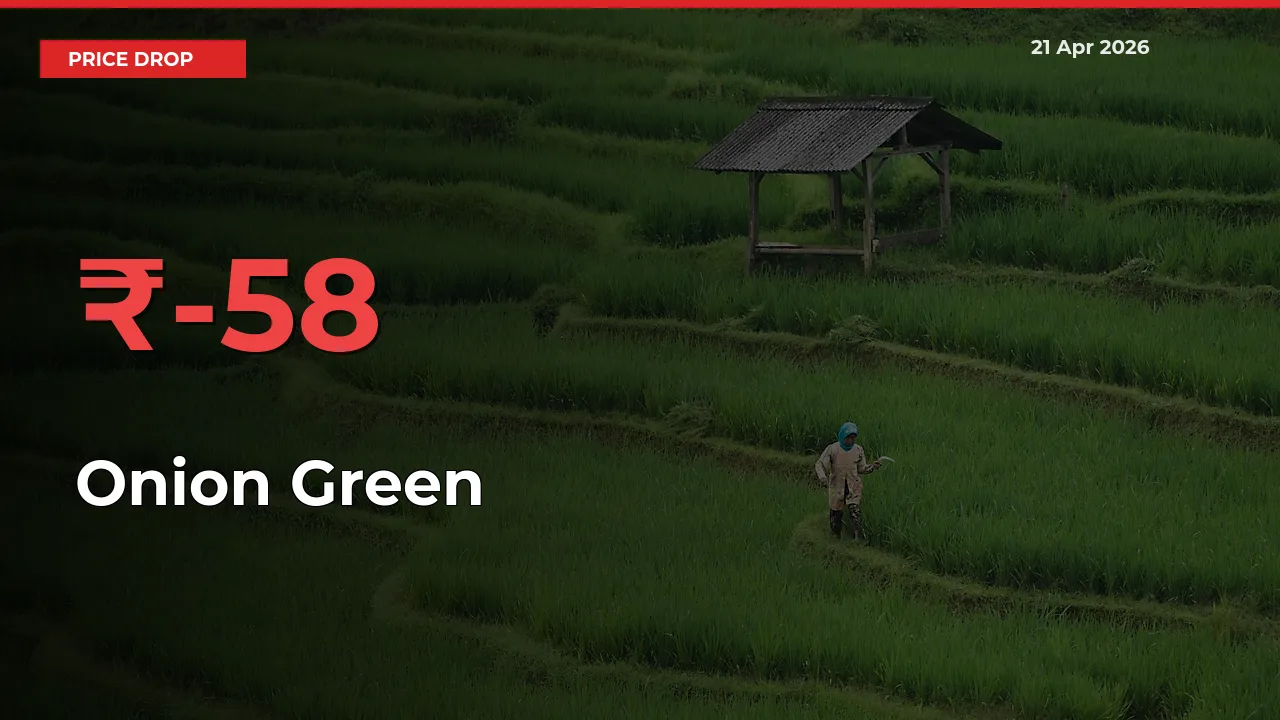 Sharp Fall! Onion Green Prices Plunge 58.24% in a Day at Key Mandis