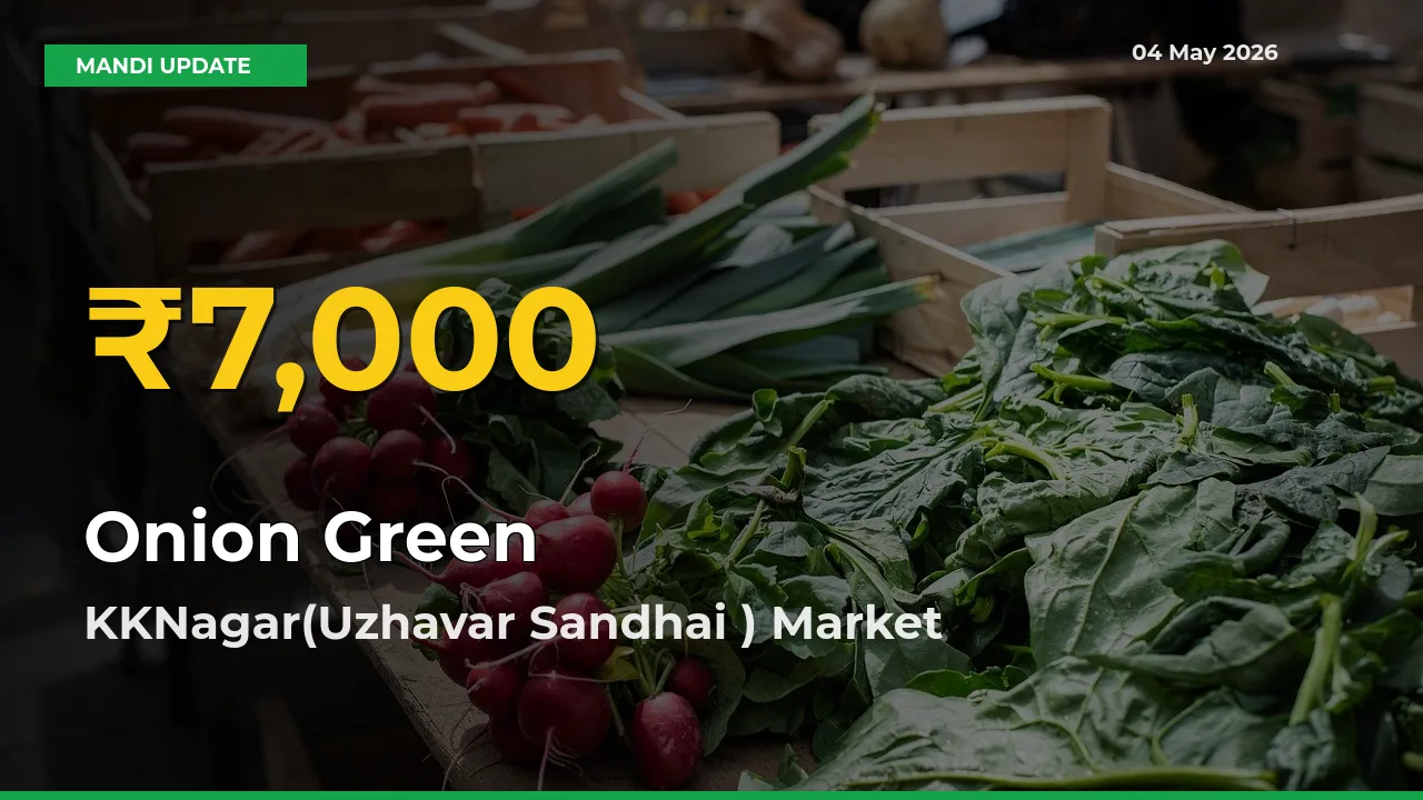 Fresh Record! Onion Green Price Climbs to New High in KKNagar(Uzhavar Sandhai )