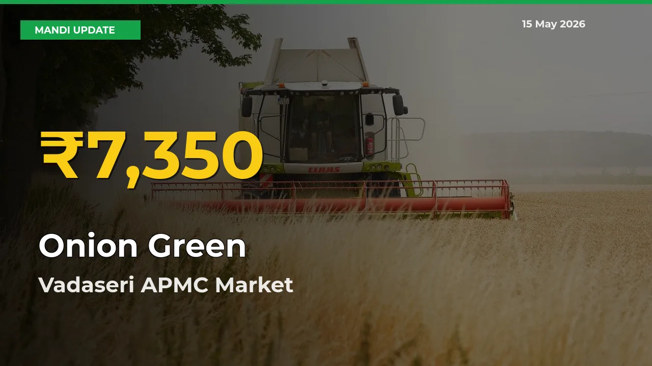Farmers Benefit as Onion Green Rate Touches New High in Vadaseri APMC