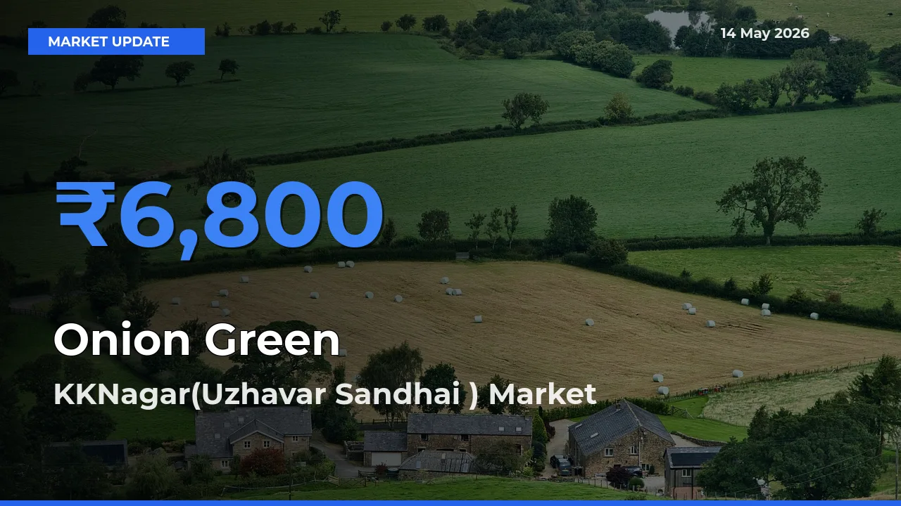 Farmers Prefer KKNagar(Uzhavar Sandhai ) as Onion Green Hits Highest Rate