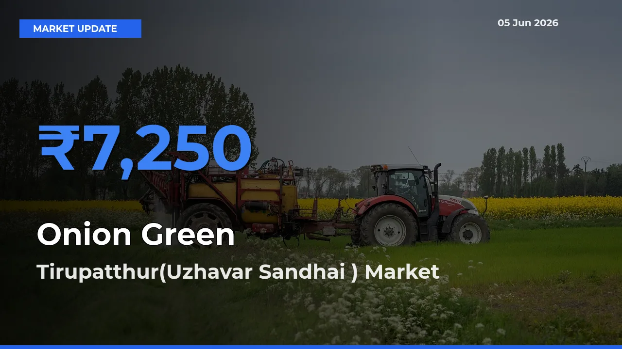 Market Watch: Tirupatthur(Uzhavar Sandhai ) Becomes Top Mandi for Onion Green