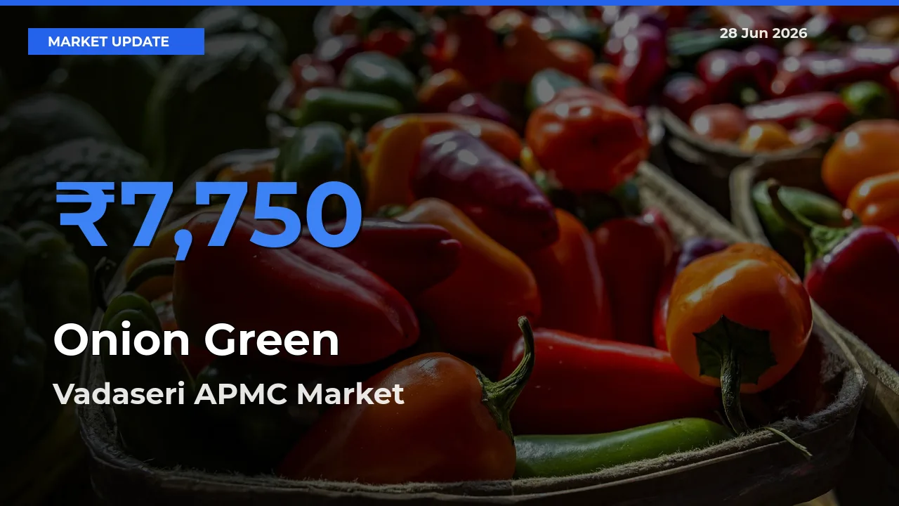 Vadaseri APMC Records Highest ₹7,750 Rate for Onion Green