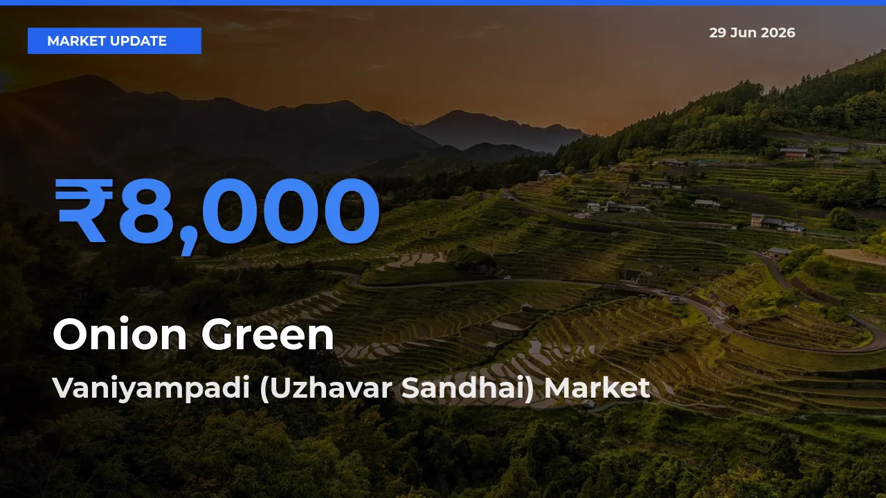Farmers Prefer Vaniyampadi (Uzhavar Sandhai) as Onion Green Hits Highest Rate