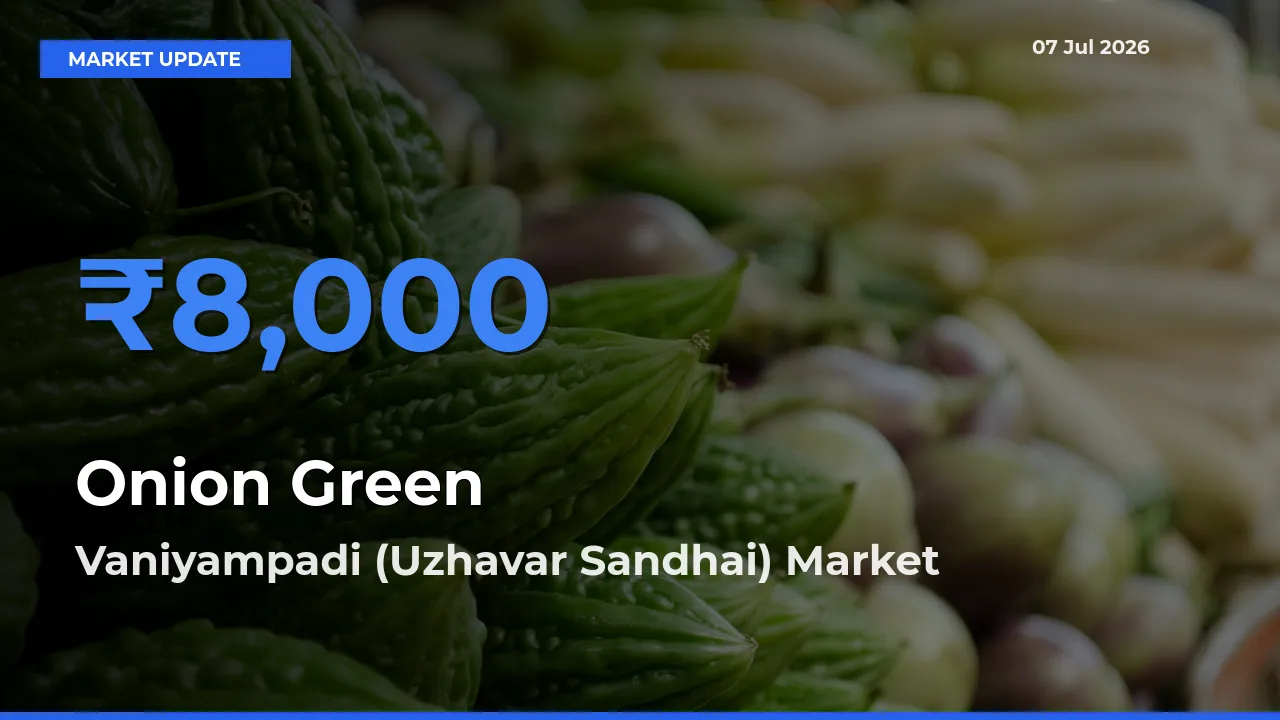 Top Performer! Vaniyampadi (Uzhavar Sandhai) Offers Best Onion Green Price Today