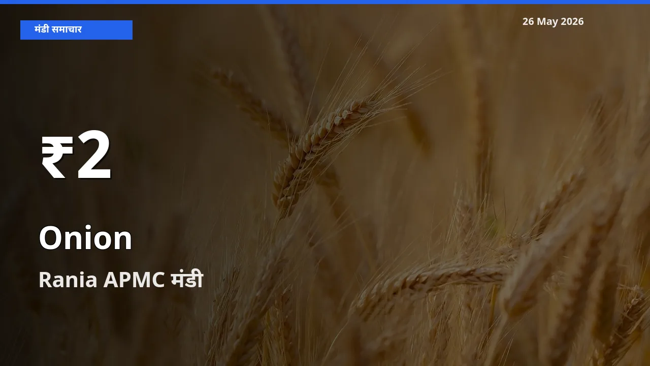 तेज़ गिरावट! Rania APMC में प्याज के दाम 30 दिन के निचले स्तर पर