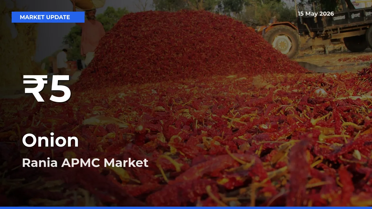 Farmers Concerned as Onion Hits 30-Day Low in Rania APMC