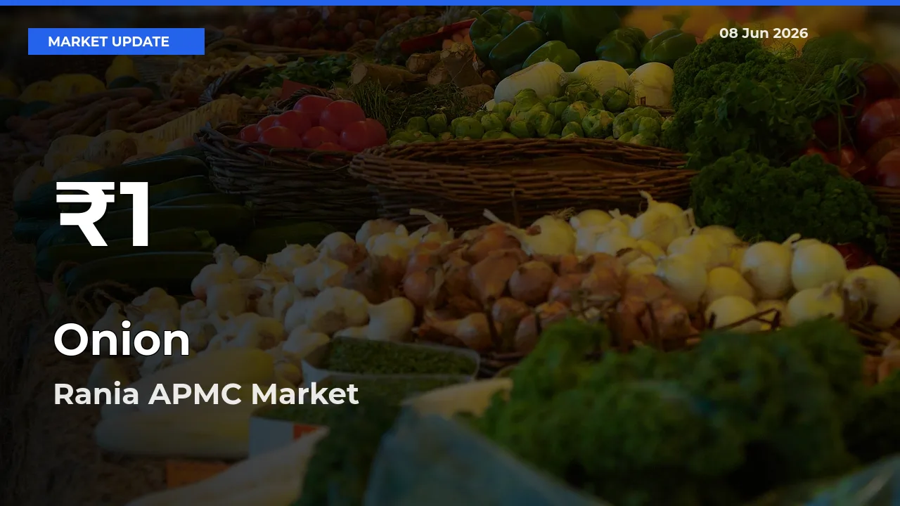 Sharp Fall! Onion Prices Drop to 30-Day Low in Rania APMC