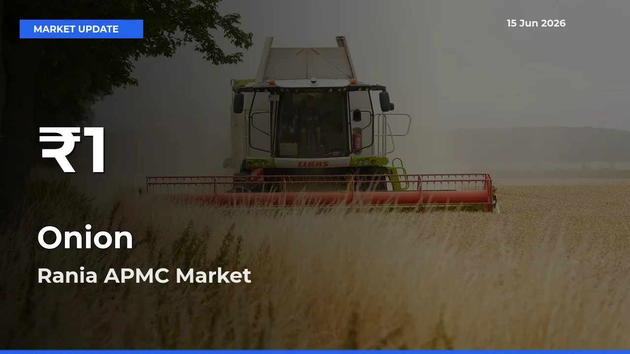 Onion Falls to ₹1 in Rania APMC – 30-Day Lowest Rate