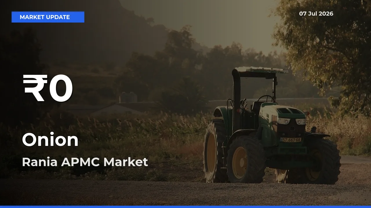Onion Prices Touch 30-Day Low in Rania APMC – July 07 Update