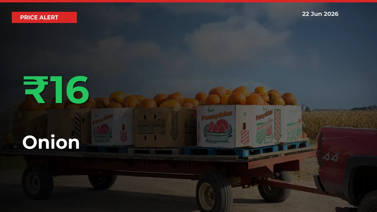 Onion Mandi Rate Today: Prices Jump 16.39% at Market
