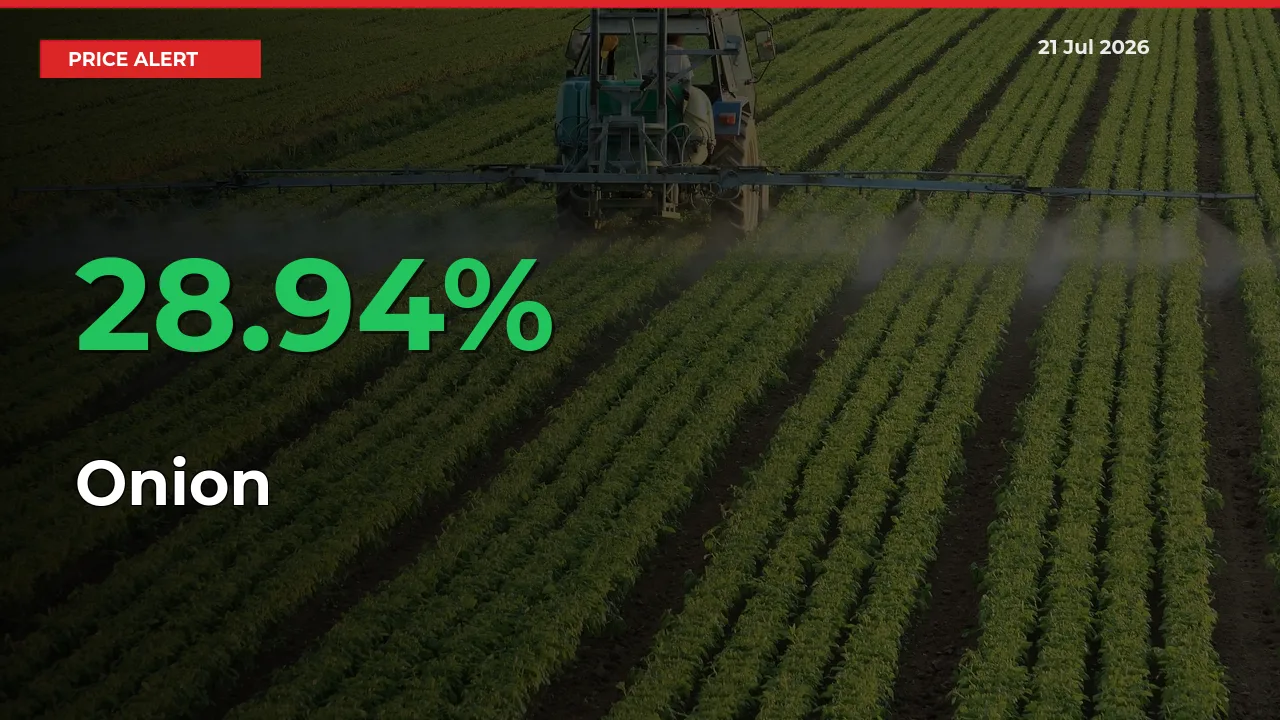 Sudden 28.94% Rally in Onion Prices Across Mandis