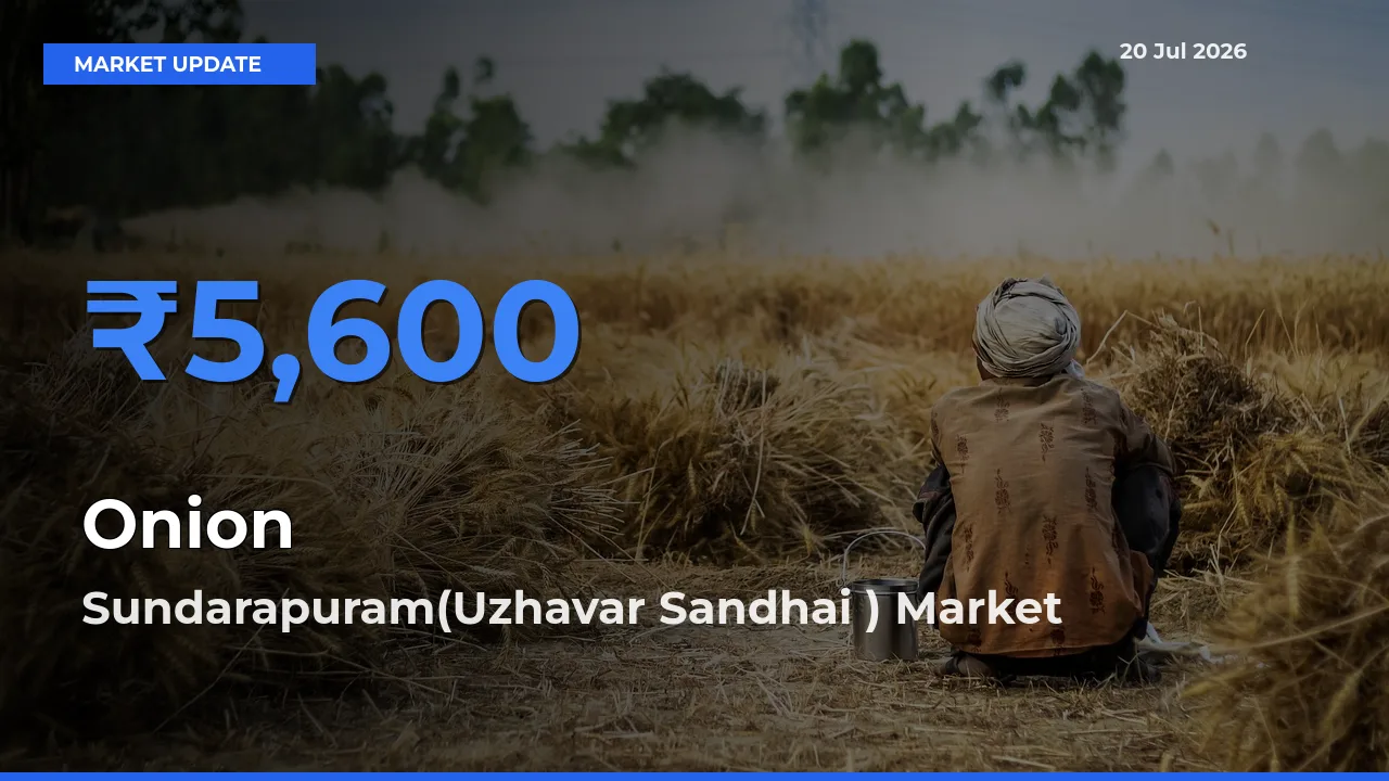 Sundarapuram(Uzhavar Sandhai ) Leads as Top Mandi for Onion Prices