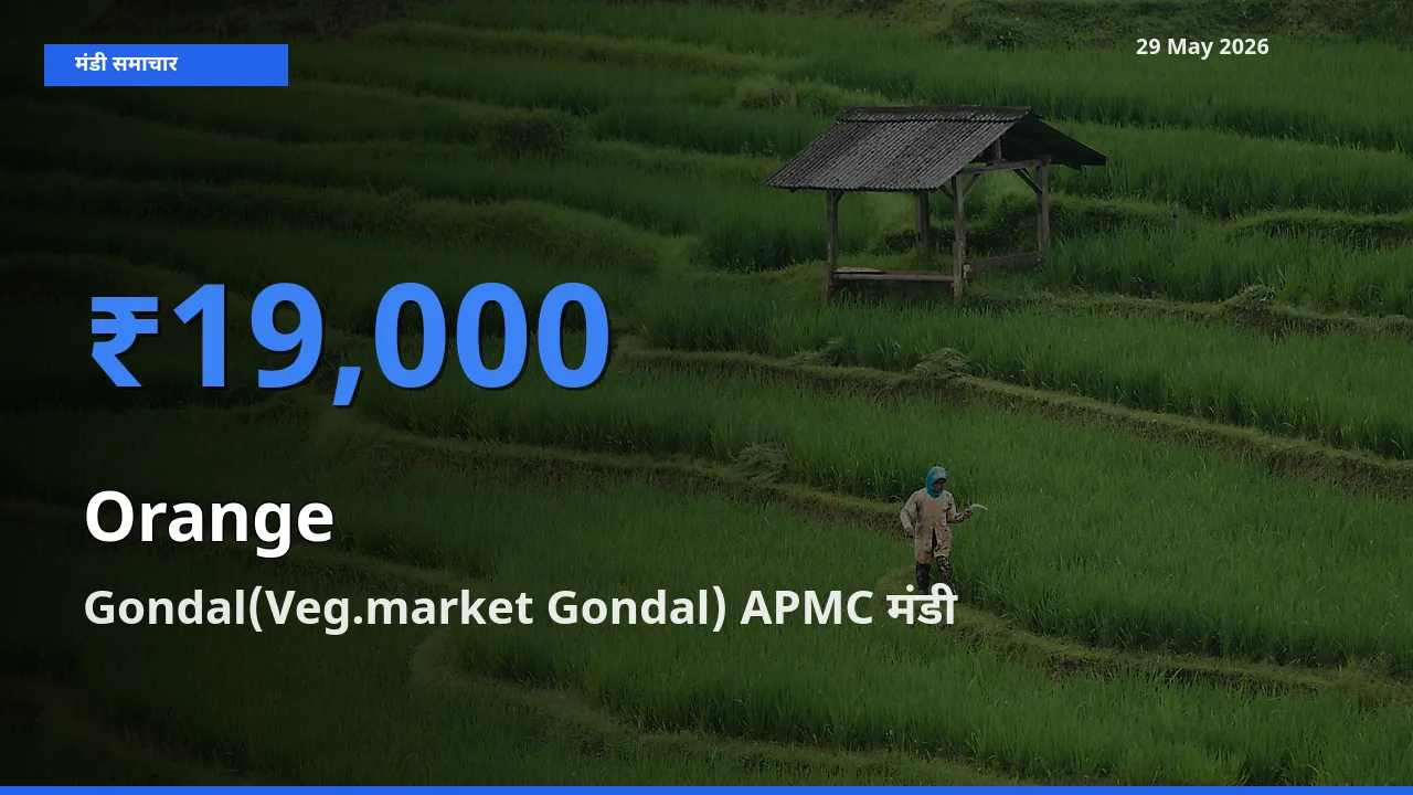 Gondal(Veg.market Gondal) APMC में संतरा का आज सबसे ऊँचा भाव