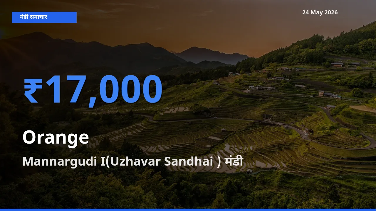 टॉप मंडी बना Mannargudi I(Uzhavar Sandhai )! संतरा के सबसे ऊँचे दाम यहीं दर्ज
