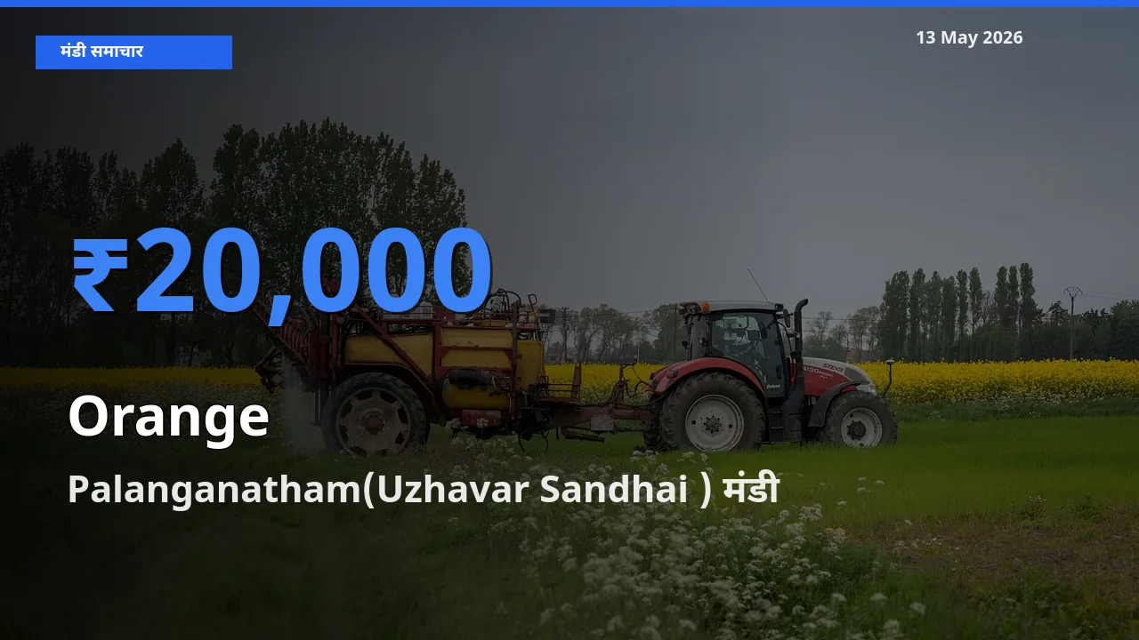 बाज़ार संकेत: Palanganatham(Uzhavar Sandhai ) बना संतरा के लिए आज की टॉप मंडी