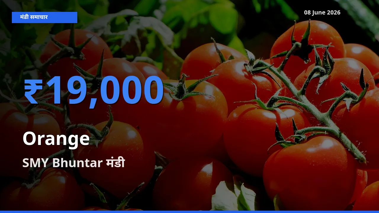आज संतरा के सबसे ऊँचे दाम ₹19,000 SMY Bhuntar मंडी में