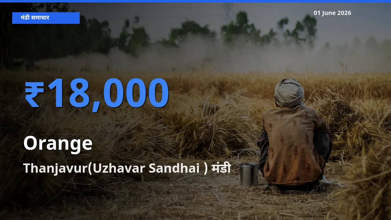 01 June अपडेट: संतरा के सबसे ऊँचे दाम Thanjavur(Uzhavar Sandhai ) मंडी में