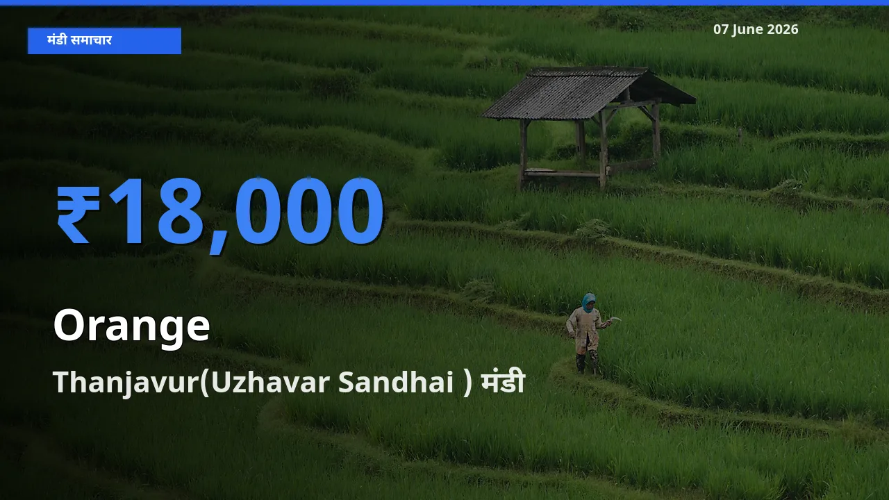 टॉप मंडी बना Thanjavur(Uzhavar Sandhai )! संतरा के सबसे ऊँचे दाम यहीं दर्ज