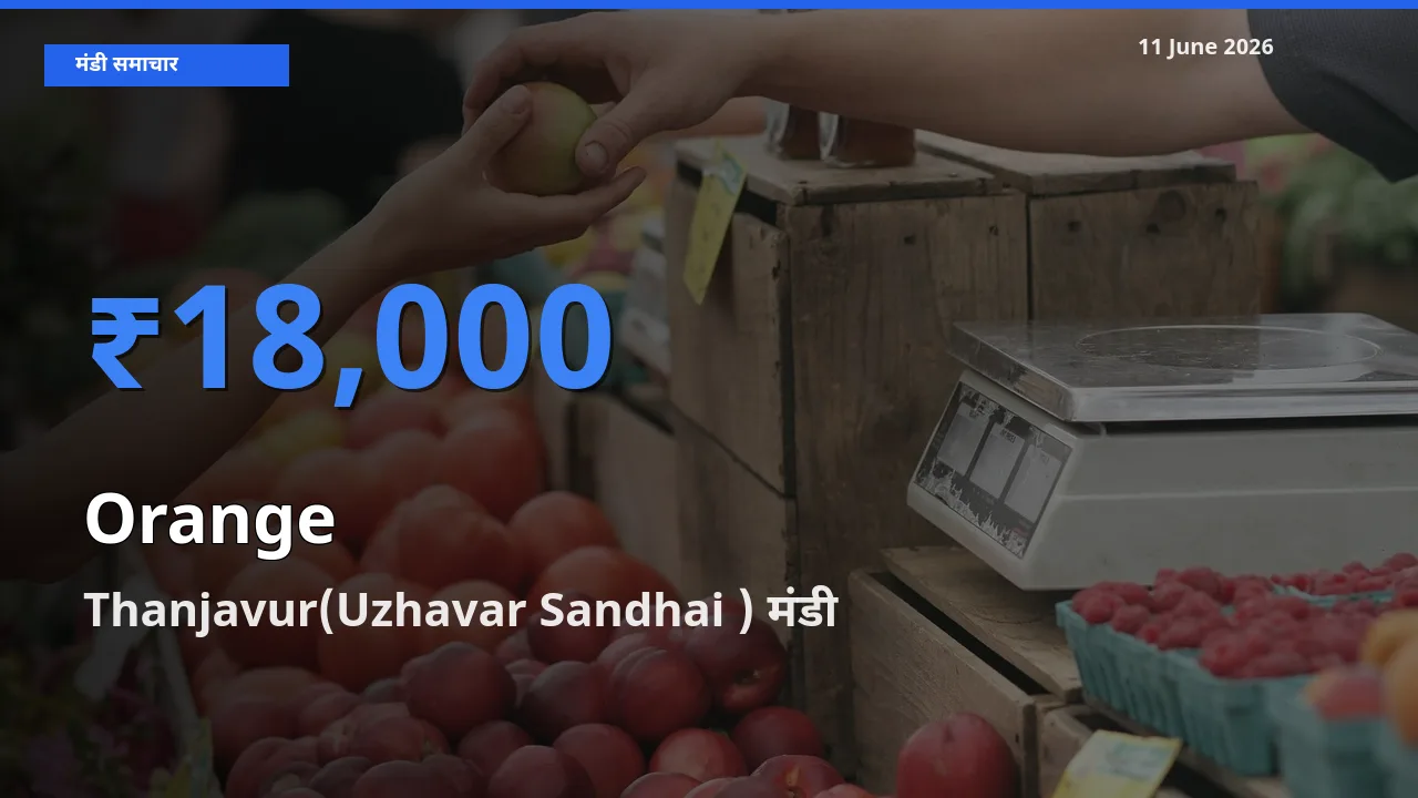 Thanjavur(Uzhavar Sandhai ) मंडी में संतरा ₹18,000 पर पहुँचा – आज का सर्वोच्च भाव
