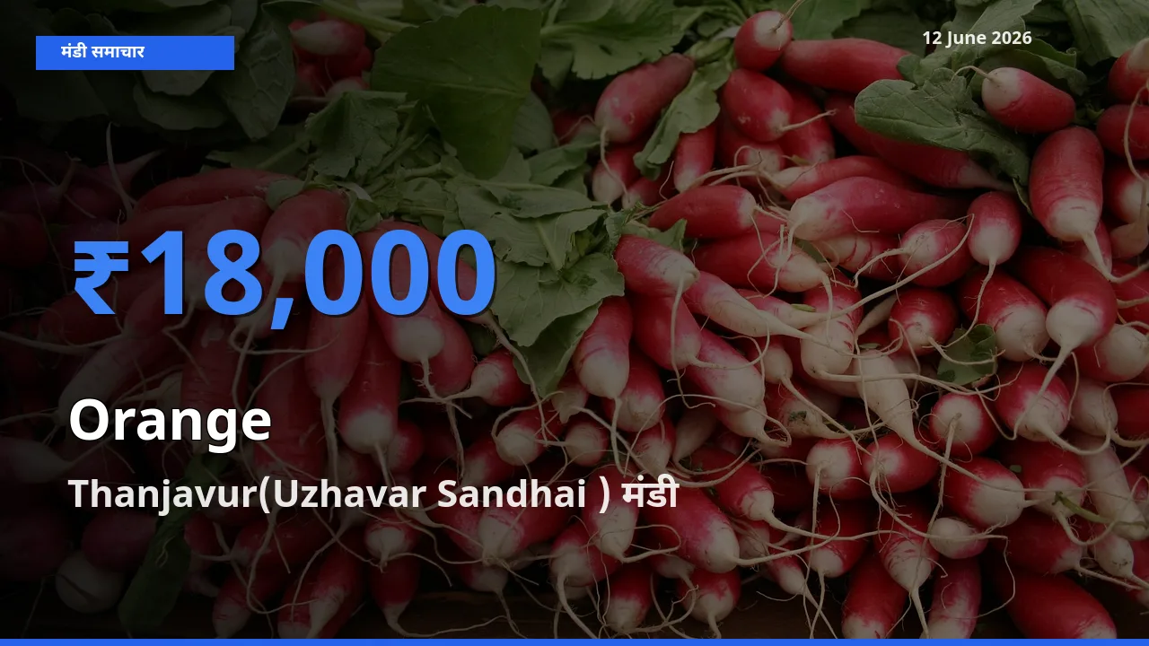 12 June अपडेट: संतरा के सबसे ऊँचे दाम Thanjavur(Uzhavar Sandhai ) मंडी में