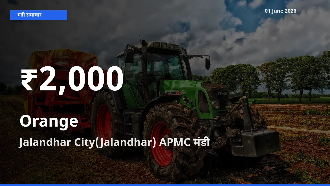संतरा के दाम 30 दिनों के सबसे निचले स्तर पर, Jalandhar City(Jalandhar) APMC