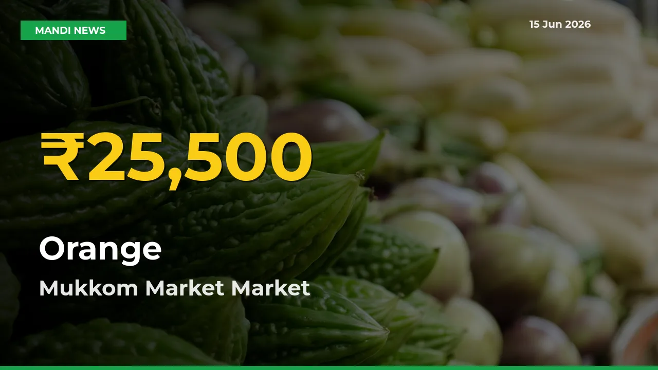 Why Orange Prices Are Climbing in Mukkom Market – Today’s New High Explained