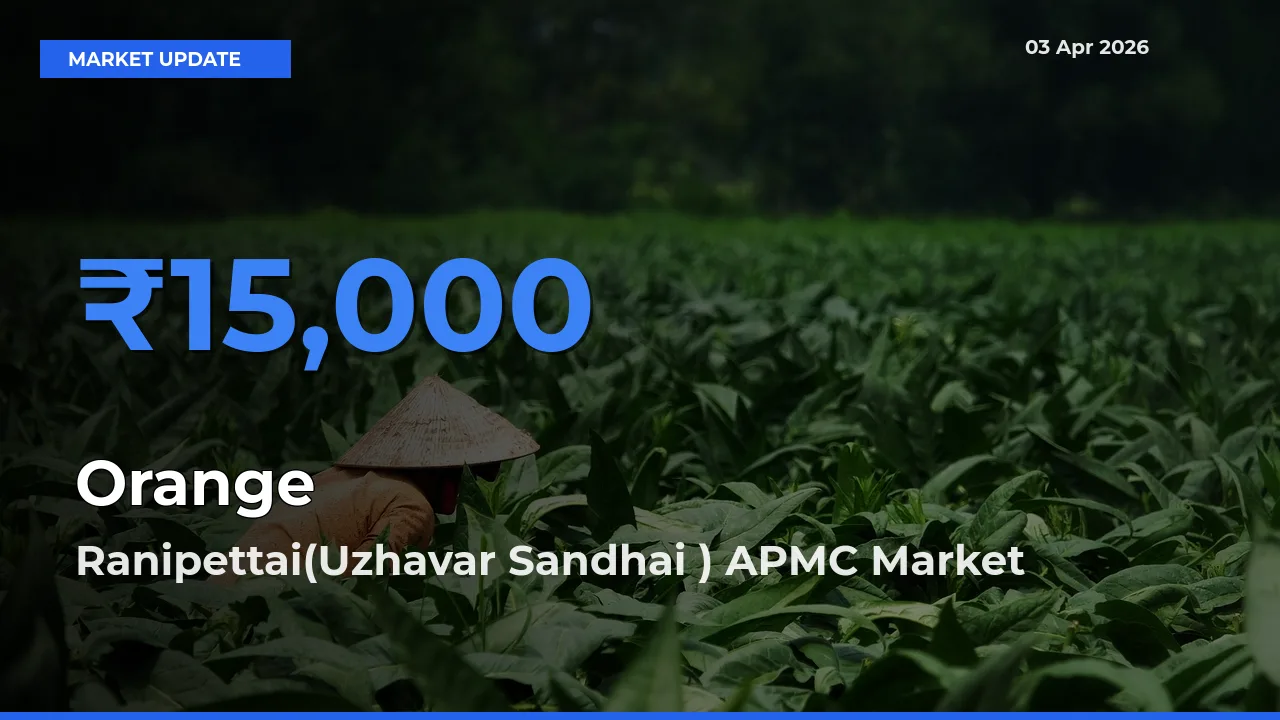 Top Performer! Ranipettai(Uzhavar Sandhai ) APMC Offers Best Orange Price Today
