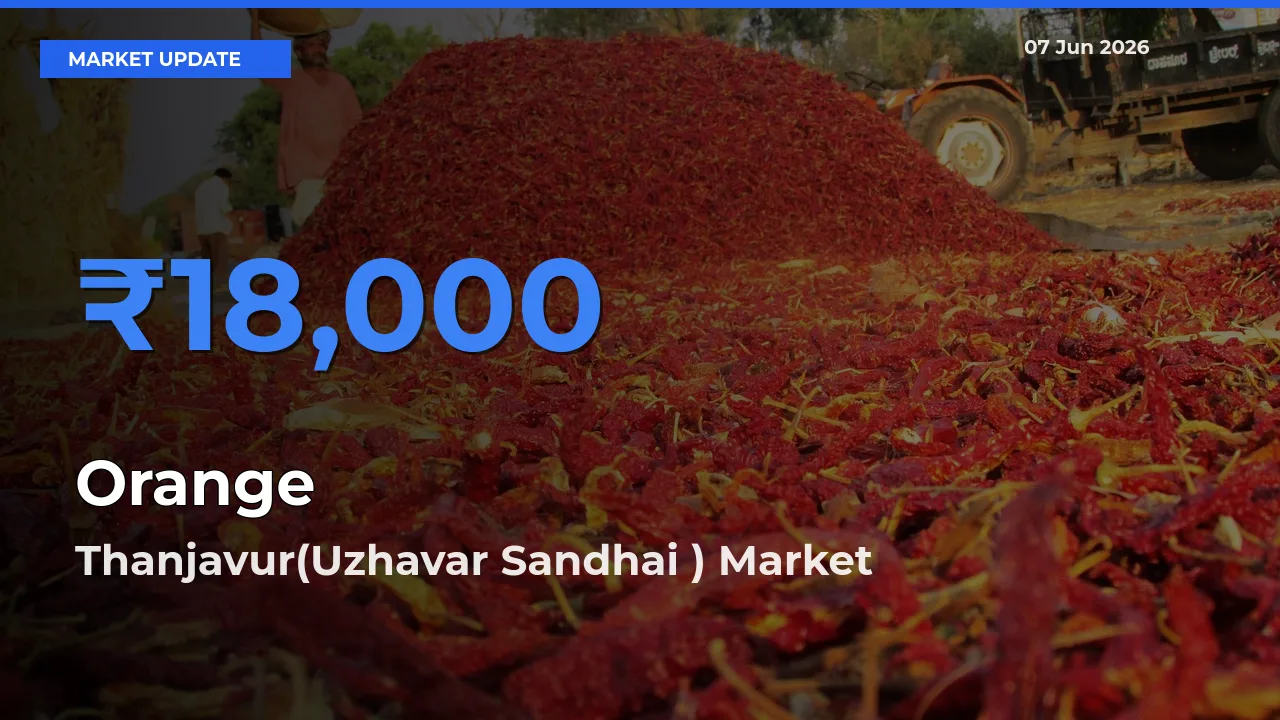 Thanjavur(Uzhavar Sandhai ) Emerges as Top Mandi for Orange Prices Today