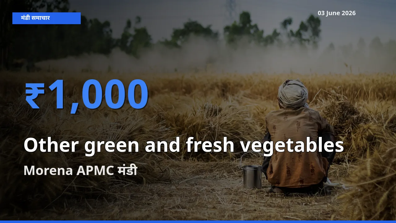 Morena APMC मंडी में आज हरी एवं ताजी सब्जियाँ के सबसे ऊँचे दाम दर्ज