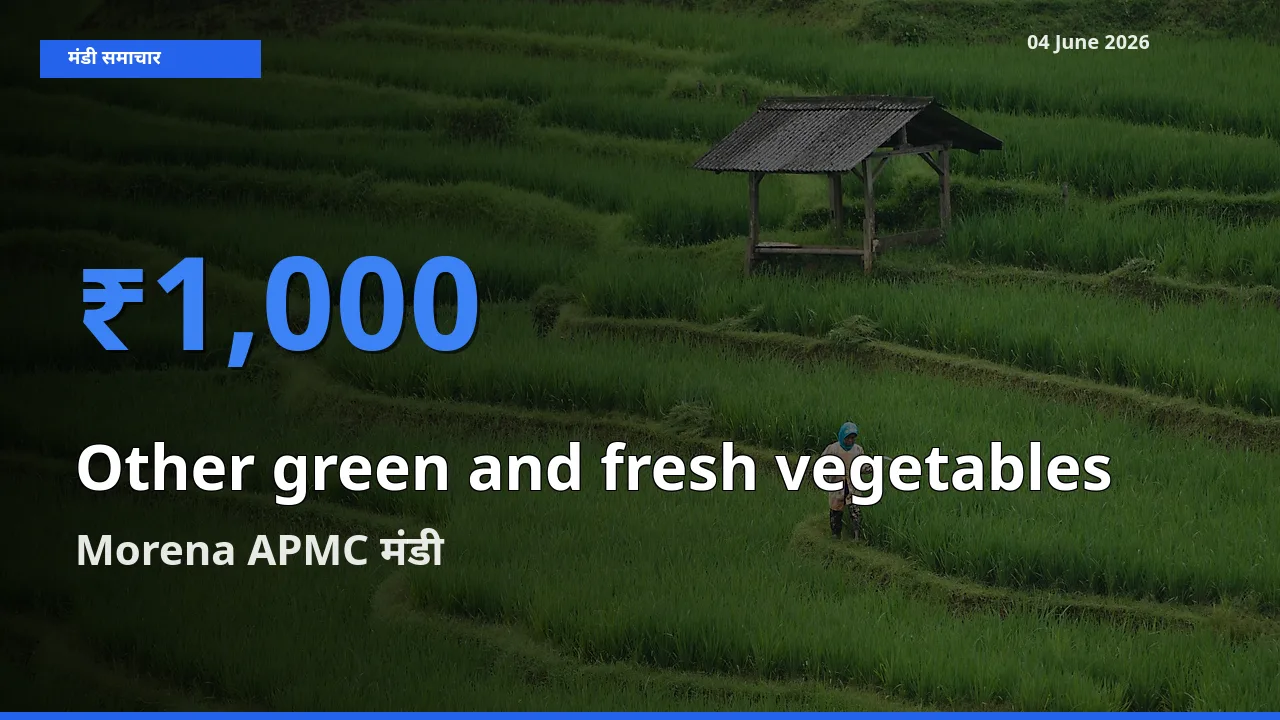 Morena APMC मंडी में हरी एवं ताजी सब्जियाँ ₹1,000 पर पहुँचा – आज का सर्वोच्च भाव