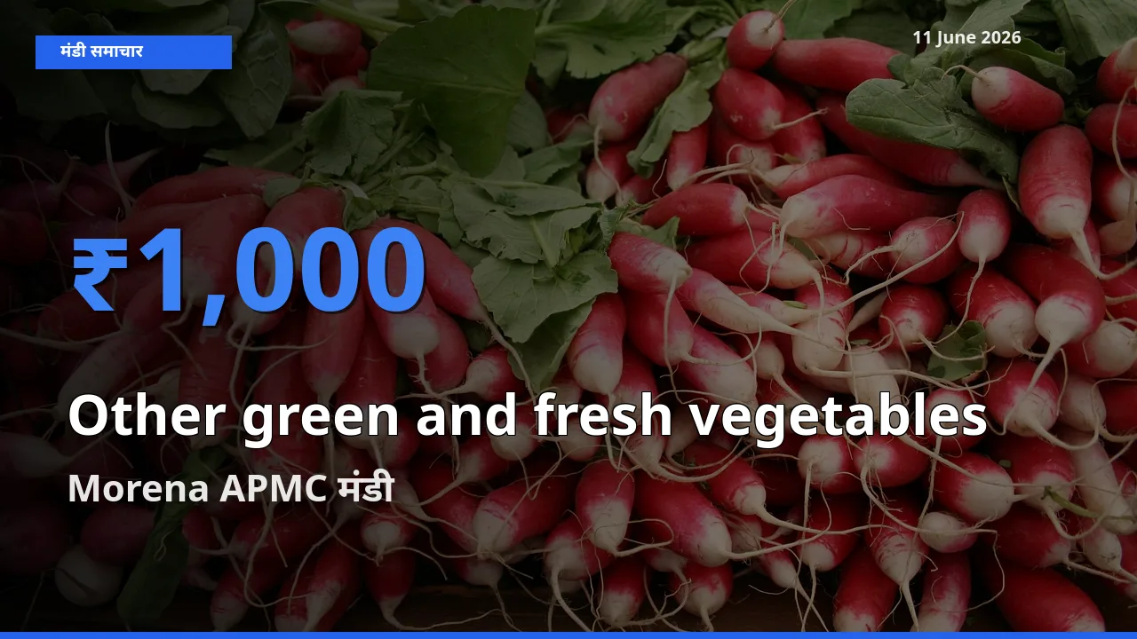 आज हरी एवं ताजी सब्जियाँ के सबसे ऊँचे दाम ₹1,000 Morena APMC मंडी में
