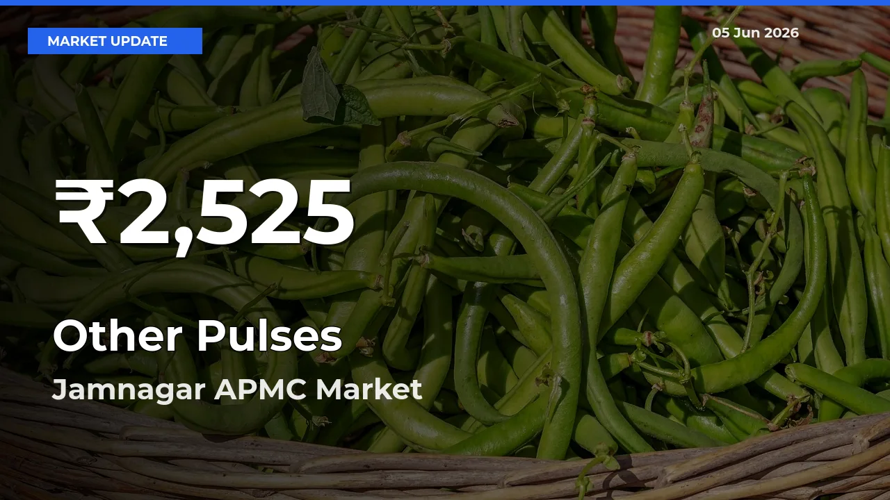 Big Drop! Other Pulses Slides to 30-Day Low at Jamnagar APMC